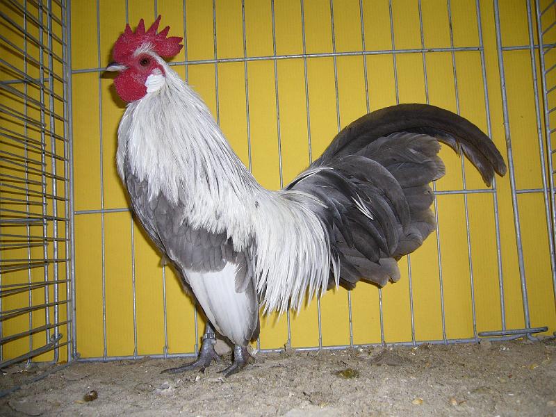 Hannover 2008 080.jpg - Holländische Zwerghühner blau silberhalsig von Michael Ruoff Preis sg 94 Z